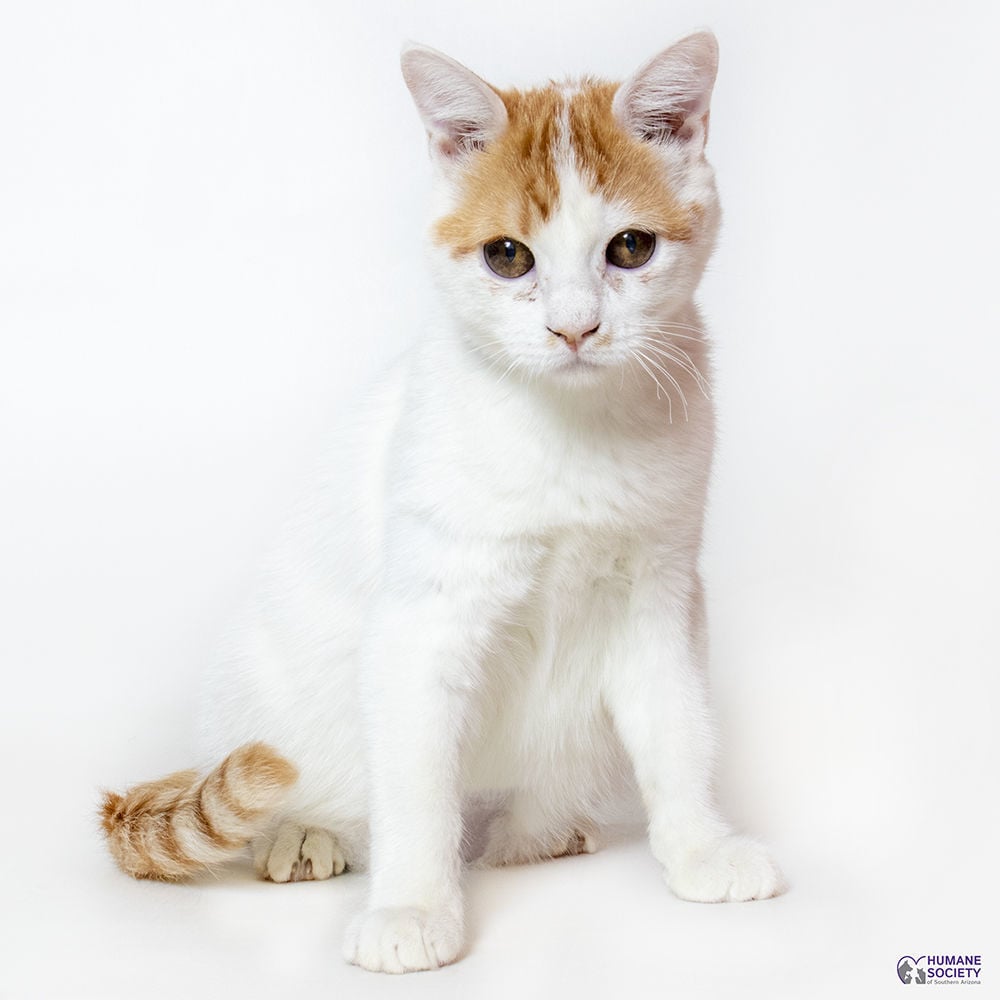 Adopt a friend: Stitch